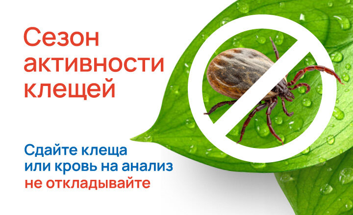 Сезон активности клещей